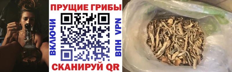 Галлюциногенные грибы Psilocybe  кракен вход  Балтийск  дарнет шоп 